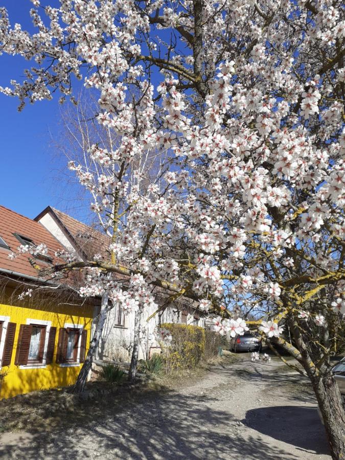 Eva Vendeghaz Villa Tata Luaran gambar